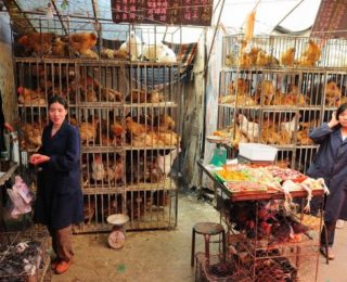 Science: Avian Flu Concerns Shutter Poultry Markets