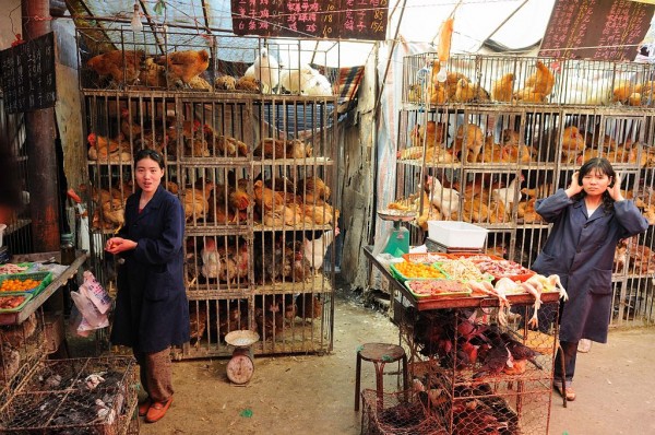Science: Avian Flu Concerns Shutter Poultry Markets