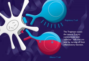 Activation of natural regulatory T cells by IgG Fc–derived peptide “Tregitopes”