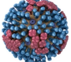 EpiVax to Advance Development of Vaccine Against Stealth Flu Virus with New NIH-SBIR Funding