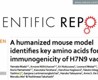 Optimized H7N9 induces higher Ab in humanized, but not standard, mice