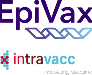 Press Release: Intravacc and EpiVax team up in development of COVID-19 emerging vaccine