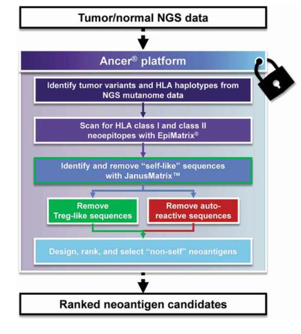 Neoantigen-based personalized cancer vaccines: the emergence of precision cancer immunotherapy