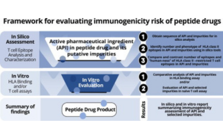 Immunogenicity risk assessment of synthetic peptide drugs and their impurities