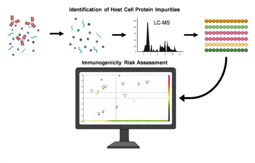 Immunoinformatic Risk Assessment of Host Cell Proteins During Process Development for Biologic Therapeutics