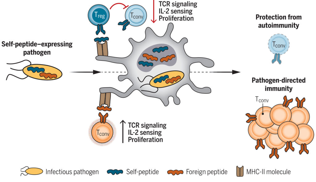 Treg cells enforce self-nonself discrimination during infection by selectively constraining Tconv cells of shared self-specificity.