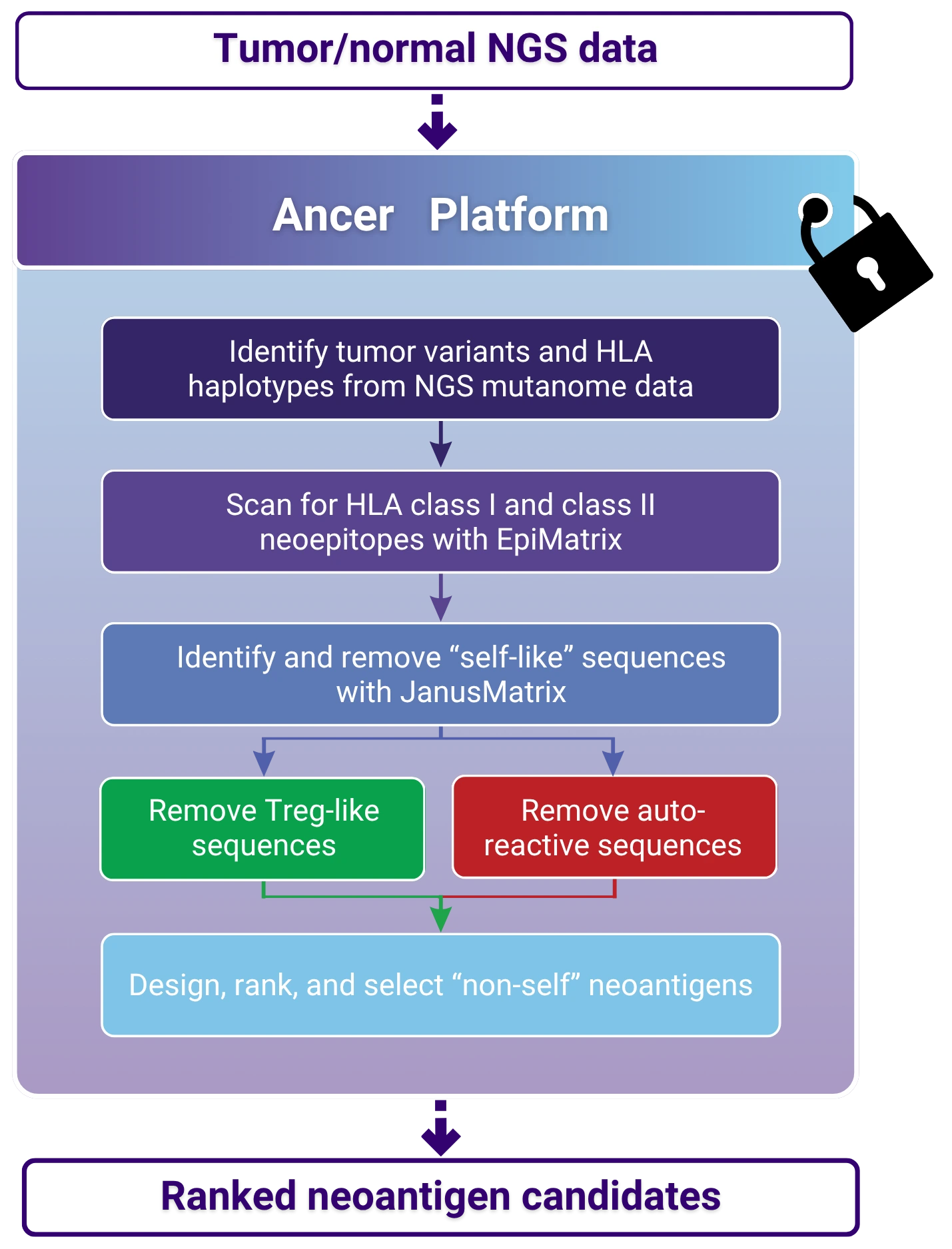 Tumor/normal Next Generation Sequencing (NGS) data is inputted in Ancer®, which first identifies somatic variants and HLA types of the patient.